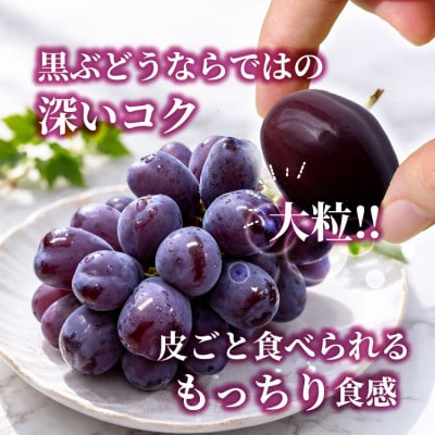 山梨市産 富士の輝き 大粒で高糖度の黒ぶどう 贈答用大房 1房