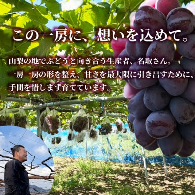 山梨市産 富士の輝き 大粒で高糖度の黒ぶどう 贈答用大房 1房