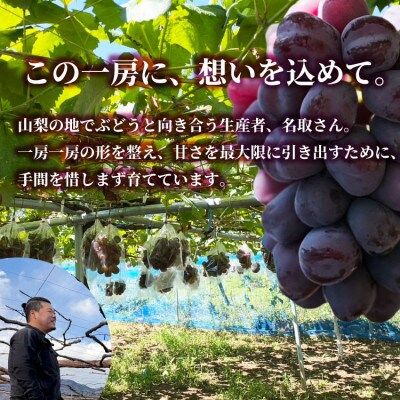 山梨市産 富士の輝き 大粒で高糖度の黒ぶどう 贈答用2房 化粧箱入り