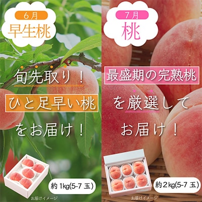 【発送月固定定期便】山梨県産夏の大人気フルーツ【早生桃・桃・巨峰・シャインマスカット】全4回