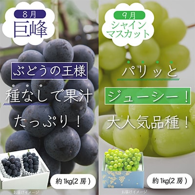 【発送月固定定期便】山梨県産夏の大人気フルーツ【早生桃・桃・巨峰・シャインマスカット】全4回