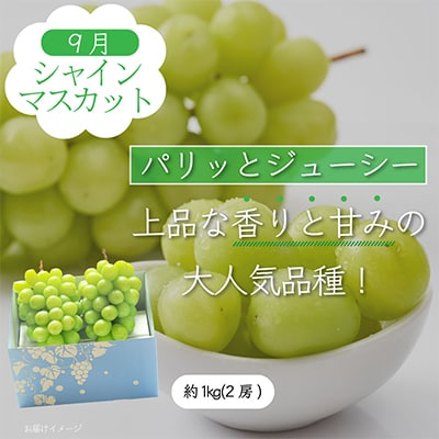 【発送月固定定期便】山梨県産旬のおいしいフルーツ【桃・巨峰・シャインマスカット】定期便 全3回