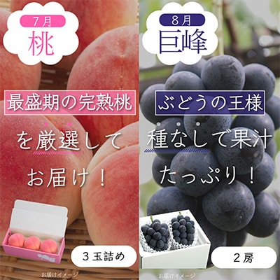 【発送月固定定期便】山梨県産旬の大人気フルーツ【桃・巨峰・シャインマスカット】お試し定期便 全3回