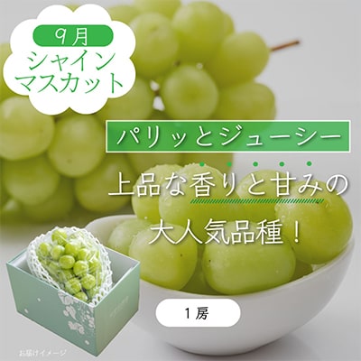 【発送月固定定期便】山梨県産旬の大人気フルーツ【桃・巨峰・シャインマスカット】お試し定期便 全3回