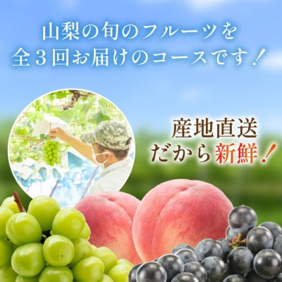 【発送月固定定期便】山梨の大人気フルーツ桃・巨峰・シャインマスカットを手軽に試せる定期便全3回