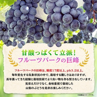 山梨市産「巨峰(種なし)」詰め合わせ(約500g×3房)