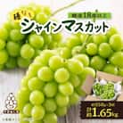 山梨市産「シャインマスカット(種なし)」 約1.65kg (約550g×3房)