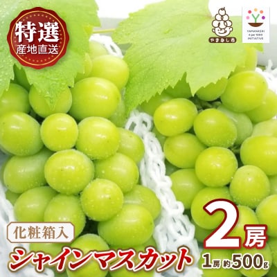 特選!シャインマスカット2房化粧箱入　山梨市産地直送　約500g×2房