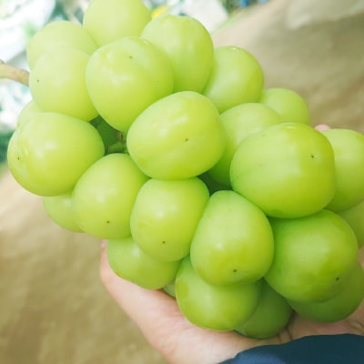 特選!シャインマスカット2房化粧箱入　山梨市産地直送　約500g×2房