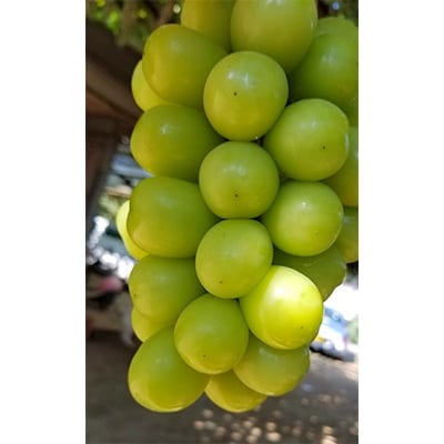 特選!大房シャインマスカット1房化粧箱入り　山梨市産地直送　約750g