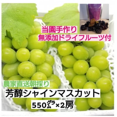 山梨市産地直送　大房シャインマスカット　2房化粧箱入　約550g×2房　ドライフルーツ付