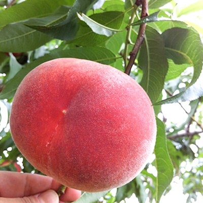 桃 約2.1kg 5～9玉やまなし内藤農園 ジュエリーピーチ (R) 白桃