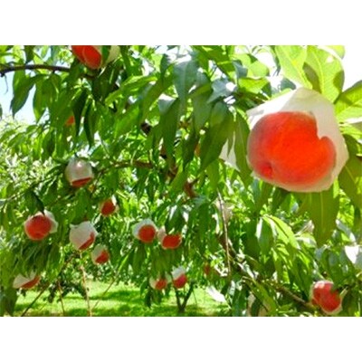 【やまなし内藤農園】完熟ジュエリーピーチセット