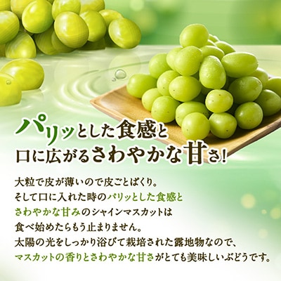 やまなし内藤農園の【訳あり】シャインマスカット 1.5kg
