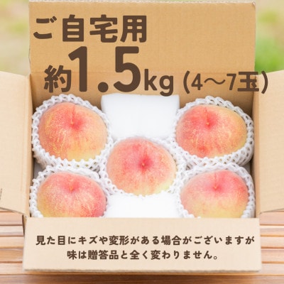 宝石のように磨かれた桃 やまなし内藤農園の白桃【ご自宅用】約1.5kg(4～7玉)