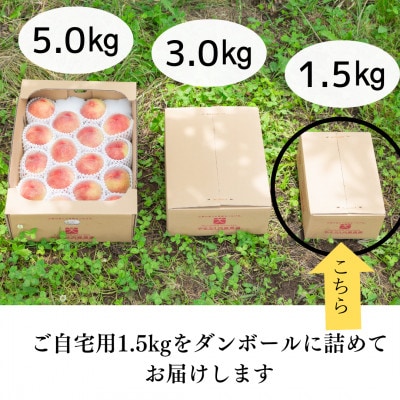 宝石のように磨かれた桃 やまなし内藤農園の白桃【ご自宅用】約1.5kg(4～7玉)