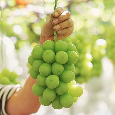 【朝採れ直送】山梨のぶどう贅沢味比べセット約2kg(3～4房)