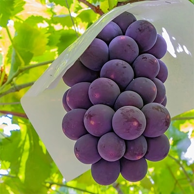 【朝採れ直送】山梨のぶどう贅沢味比べセット約1kg(シャインマスカット1房+旬のぶどう1房)