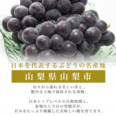 フルーツ王国山梨産 厳選 巨峰 2-3房(約1.2kg)YAMANASHI PRIDEプレミアム