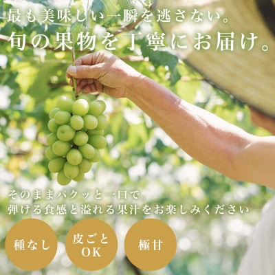赤い大玉ぶどう 希少品種 クイーンニーナ 約1kg YAMANASHI PRIDEプレミアム