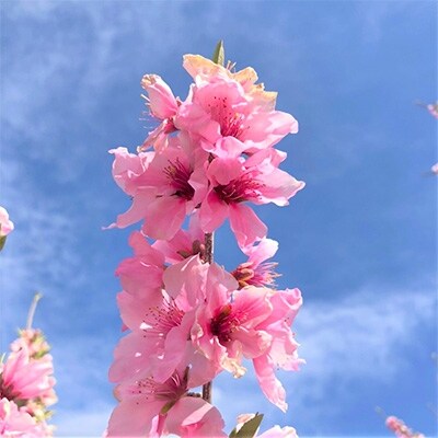 朝もぎ直送!『白鳳系』6～8玉 【高機能共選機使用】選び抜かれた桃