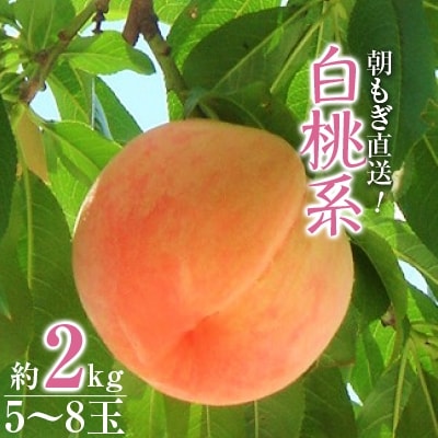 朝もぎ直送!『白桃系』5～8玉 【高機能共選機使用】選び抜かれた桃