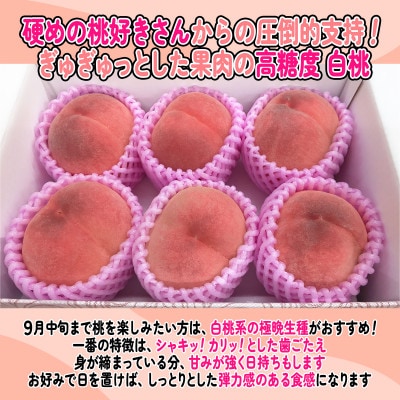 《2026年発送　先行受付》桃 『白桃系さくら』 約2kg 5～8玉 朝もぎ 直送! 選び抜かれた桃