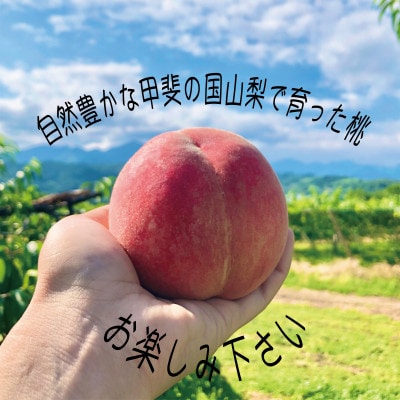 桃 『白桃系さくら』 約2kg 5～8玉 朝もぎ 直送! 選び抜かれた桃