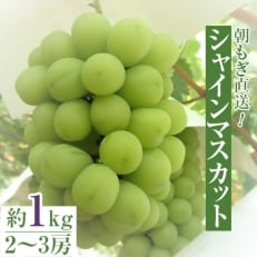 朝もぎ直送!『シャインマスカット』2～3房 のびのび育てたリッチ葡萄