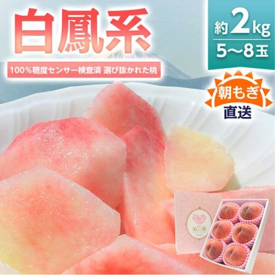 《2026年発送　先行受付》桃 『白鳳系』 約2kg 5～8玉 朝もぎ直送! 選び抜かれた桃