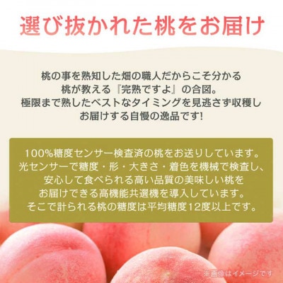 《2026年発送　先行受付》桃 『白鳳系』 約2kg 5～8玉 朝もぎ直送! 選び抜かれた桃