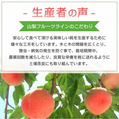 《2026年発送　先行受付》桃 『白鳳系』 約2kg 5～8玉 朝もぎ直送! 選び抜かれた桃