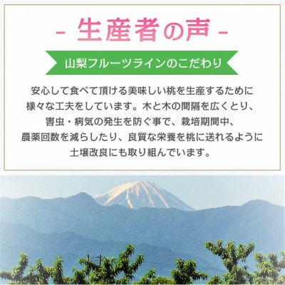 《2026年発送　先行受付》桃 『白桃系』 約2kg 5～8玉 朝もぎ直送! 選び抜かれた桃