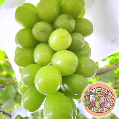 朝もぎ直送! 『ハウス　シャインマスカット』2房 ふるさと納税