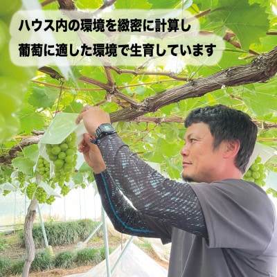 朝もぎ直送! 『ハウス　シャインマスカット』2房 ふるさと納税