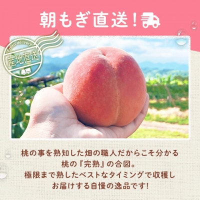 2026年 先行受付桃 約2kg 5~8玉 朝もぎ直送! 旬の完熟『桃』選び抜かれた桃