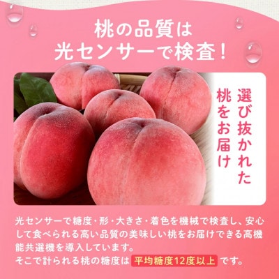 2026年 先行受付桃 約2kg 5~8玉 朝もぎ直送! 旬の完熟『桃』選び抜かれた桃