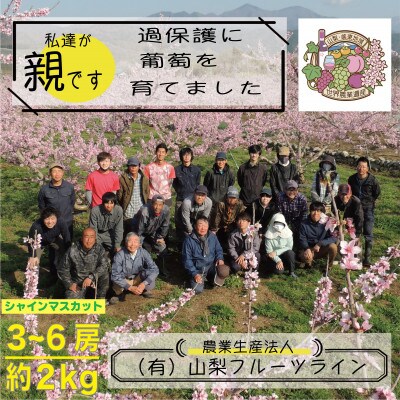 朝もぎ直送!!過保護に育った葡萄『のびのび育てたシャインマスカット』3～6房