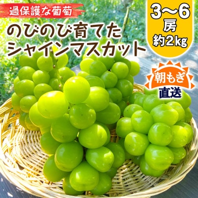 朝もぎ直送!!過保護に育った葡萄『のびのび育てたシャインマスカット』3～6房