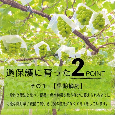 朝もぎ直送!!過保護に育った葡萄『のびのび育てたシャインマスカット』3～6房