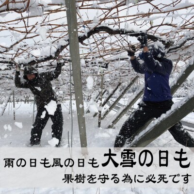 朝もぎ直送!!過保護に育った葡萄『のびのび育てたシャインマスカット』3～6房