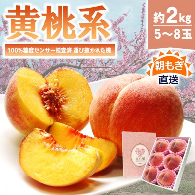 《2026年発送　先行受付》朝もぎ直送!『黄桃系』5～8玉  選び抜かれた桃