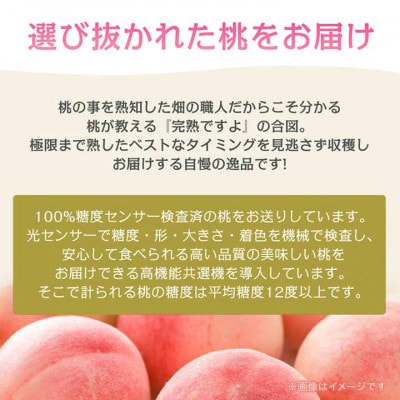 《2026年発送　先行受付》朝もぎ直送!『黄桃系』5～8玉  選び抜かれた桃