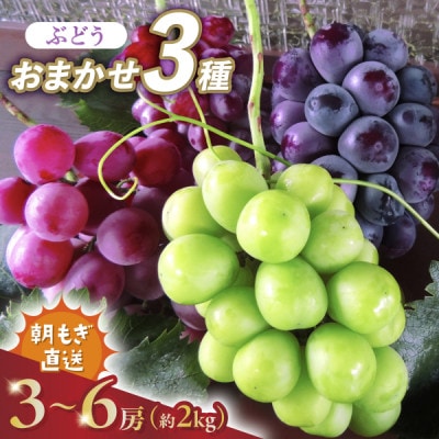 《2026年発送　先行受付》朝もぎ直送!!過保護に育った葡萄『おまかせ3種』3～6房(約2kg)