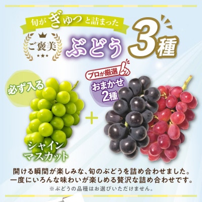 《2026年発送　先行受付》朝もぎ直送!!過保護に育った葡萄『おまかせ3種』3～6房(約2kg)