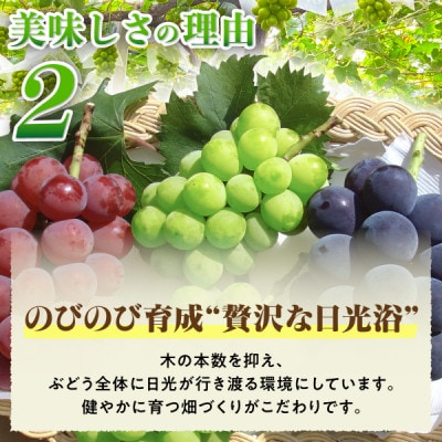 《2026年発送　先行受付》朝もぎ直送!!過保護に育った葡萄『おまかせ3種』3～6房(約2kg)