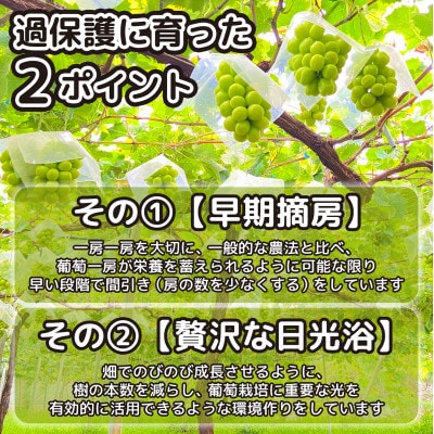 朝もぎ直送!!過保護に育った葡萄『のびのび育てたシャインマスカット』1房