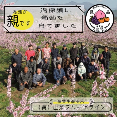 朝もぎ直送!!過保護に育った葡萄『のびのび育てたシャインマスカット』1房