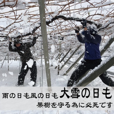 朝もぎ直送!!過保護に育った葡萄『のびのび育てたシャインマスカット』1房