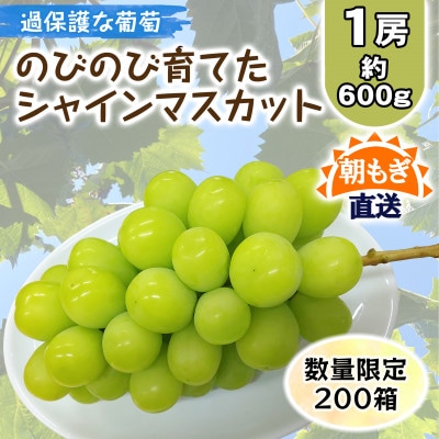 朝もぎ直送!!過保護に育った葡萄『のびのび育てたシャインマスカット』1房(約600g)※数量限定